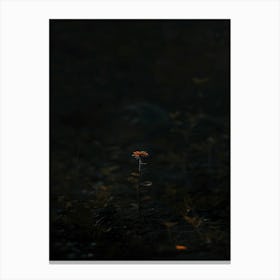 Single Flower In The Dark 93 Canvas Print