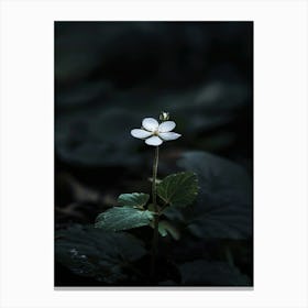 Single Flower In The Dark 71 Canvas Print