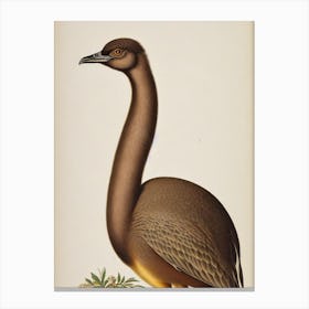Emu James Audubon Vintage Style Bird Canvas Print