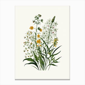 Vintage Botanical Galleria Style Wildflower Painting 40 Canvas Print