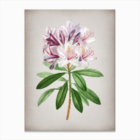 Vintage Common Rhododendron Botanical on Parchment n.0520 Canvas Print