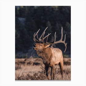 Bugling Elk Canvas Print