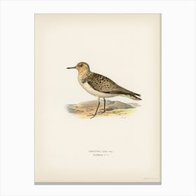 Sanderling (Crocethia Alba), The Von Wright Brothers Canvas Print