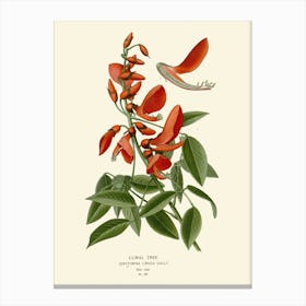 Fenugreek Canvas Print