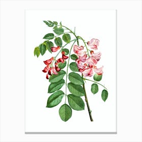 Vintage Robinier Rose Bloom Botanical Illustration on Pure White n.0584 Canvas Print