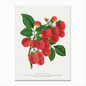 Raspberry Lithograph Canvas Print