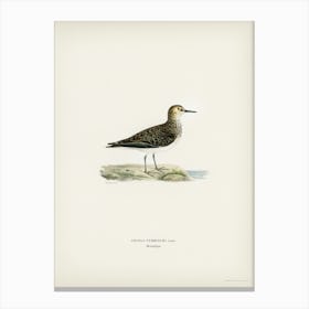 Temminck S Stint (Tringa Temminckii), The Von Wright Brothers Canvas Print