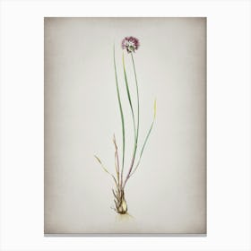 Vintage Allium Foliosum Botanical on Parchment n.0741 Canvas Print
