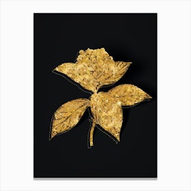 Vintage French Hydrangea Botanical in Gold on Black n.0470 Canvas Print