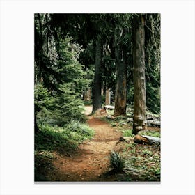 Forest Trail Canvas Print