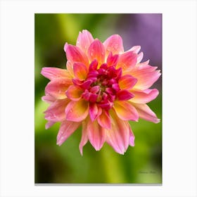 Dahlia Flower Canvas Print