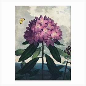 Vintage Thornton 4 Pontic Rhododendron Canvas Print