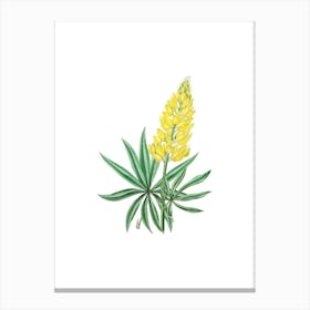Vintage Yellow Perennial Lupine Botanical Illustration on Pure White n.0662 Canvas Print