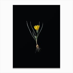 Vintage Ixia Filifolia Botanical Illustration on Solid Black n.0313 Canvas Print