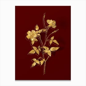 Vintage Indica Stelligera Rose Botanical in Gold on Red n.0081 Canvas Print