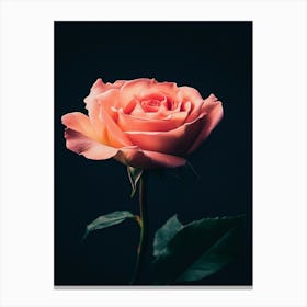 Pink Rose On Black Background 33 Canvas Print