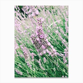 Lavender In The South Of France Canvas Print