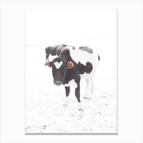 Winter Cow Canvas Print