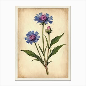 Vintage Of Herbarium Cornflower Canvas Print