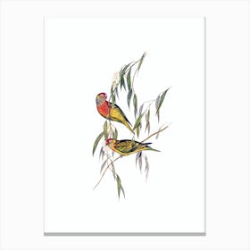 Vintage Varied Lorikeet Parrot Bird Illustration on Pure White n.0076 Canvas Print