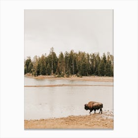 Bison Near Lake Canvas Print