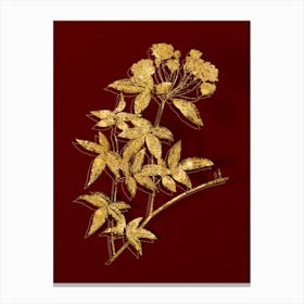 Vintage Lady Bank's Rose Botanical in Gold on Red n.0337 Canvas Print