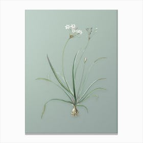 Vintage Allium Fragrans Botanical Art on Mint Green n.0010 Canvas Print