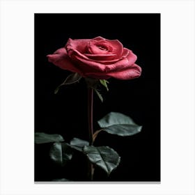 Rose On A Black Background 9 Canvas Print