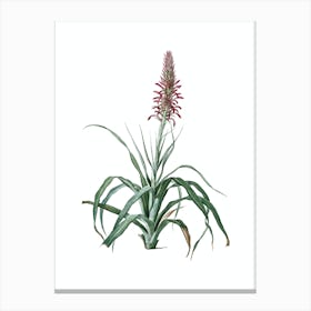 Vintage Pina Cortadora Botanical Illustration on Pure White n.0891 Canvas Print