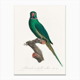The Rose Ringed Parakeet From Natural History Of Parrots, Francois Levaillant 1 Canvas Print