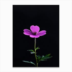 Single Purple Flower On Black Background Canvas Print