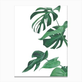 Monstera Leaves Canvas Print