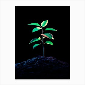 Tree Growing On A Black Background Canvas Print