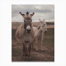 Two Donkeys Canvas Print