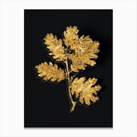 Vintage Hungarian Oak Botanical in Gold on Black n.0133 Canvas Print