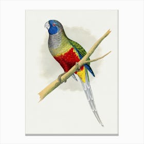 King Parrot Canvas Print