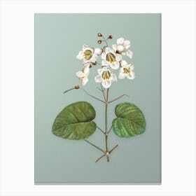 Vintage Catalpa Cordifolia Flower Botanical Art on Mint Green n.0823 Canvas Print