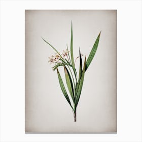 Vintage White Baboon Root Botanical on Parchment n.0617 Canvas Print