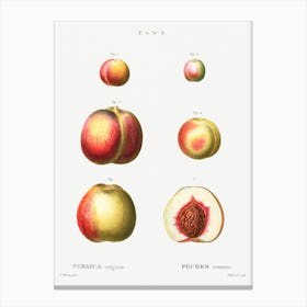 Peach, Pierre Joseph Redoute 2 Canvas Print