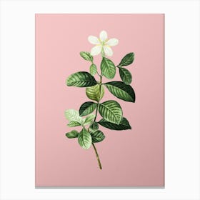 Vintage Gardenia Botanical on Soft Pink n.0663 Canvas Print
