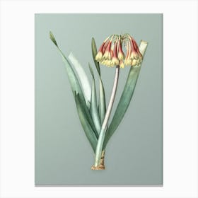 Vintage Knysna Lily Botanical Art on Mint Green Canvas Print