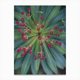 Blooming Succulent Canvas Print