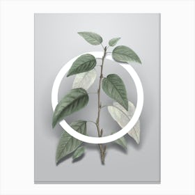 Vintage Balsam Poplar Leaves Minimalist Botanical Geometric Circle on Soft Gray n.0437 Canvas Print