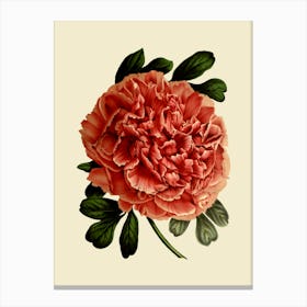 Peony 15 Canvas Print