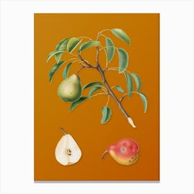 Vintage Pear Botanical on Sunset Orange n.0319 Canvas Print