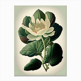 Bloodroot Wildflower Vintage Botanical 1 Canvas Print