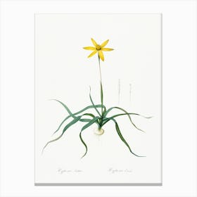 Hypoxis Stellata Illustration From Les Liliacées (1805), Pierre Joseph Redoute Canvas Print