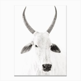 Black And White Cow Canvas Print