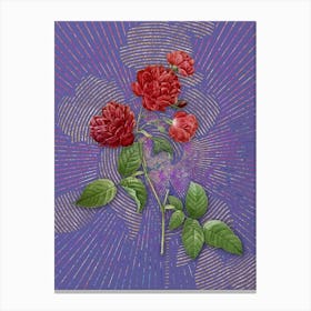 Vintage Red Cabbage Rose in Bloom Botanical Illustration on Veri Peri n.0718 Canvas Print