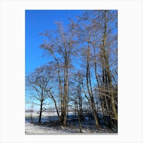 Bare Trees In Winter Canvas Print